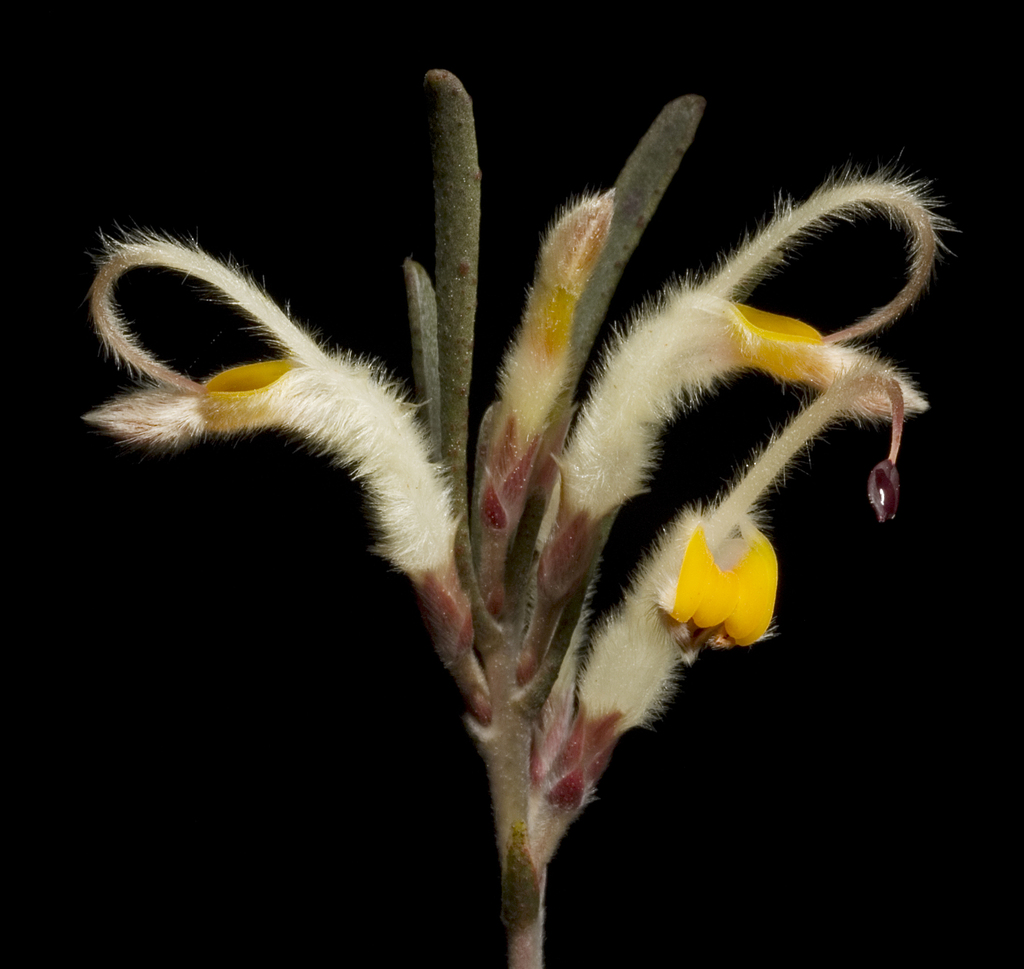 Adenanthos detmoldii