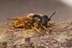 Callicera aenea
