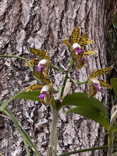 Cattleya guttata