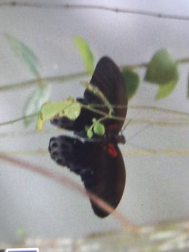 Great Mormon Swallowtail