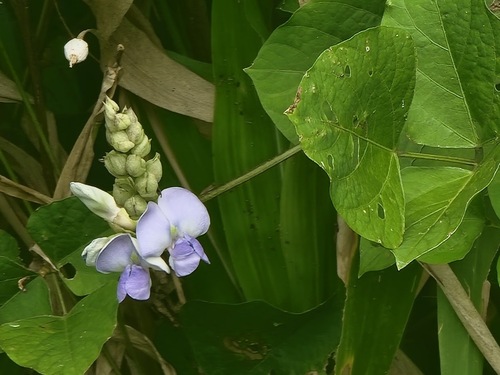 Psophocarpus scandens