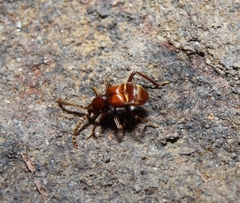 Ceophyllus monilis