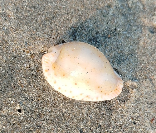 Cypraea ocellata observed 2026-05-24