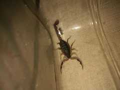 Uroplectes triangulifer