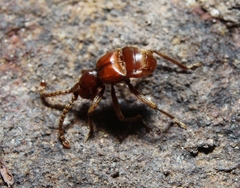 Ceophyllus monilis