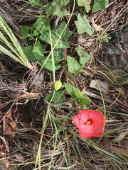 Abelmoschus moschatus tuberosus