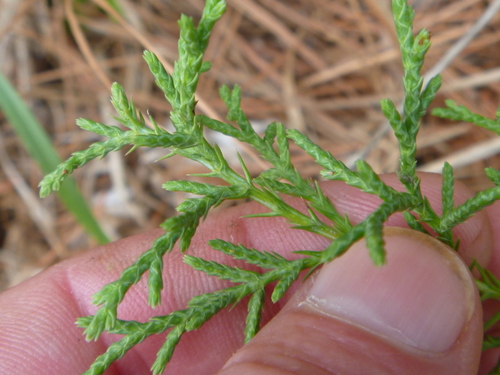 Hesperocyparis macrocarpa