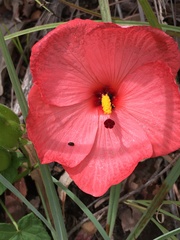 Abelmoschus moschatus tuberosus