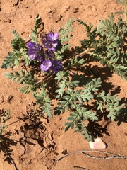 Phacelia popei