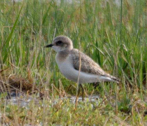 iNaturalist image