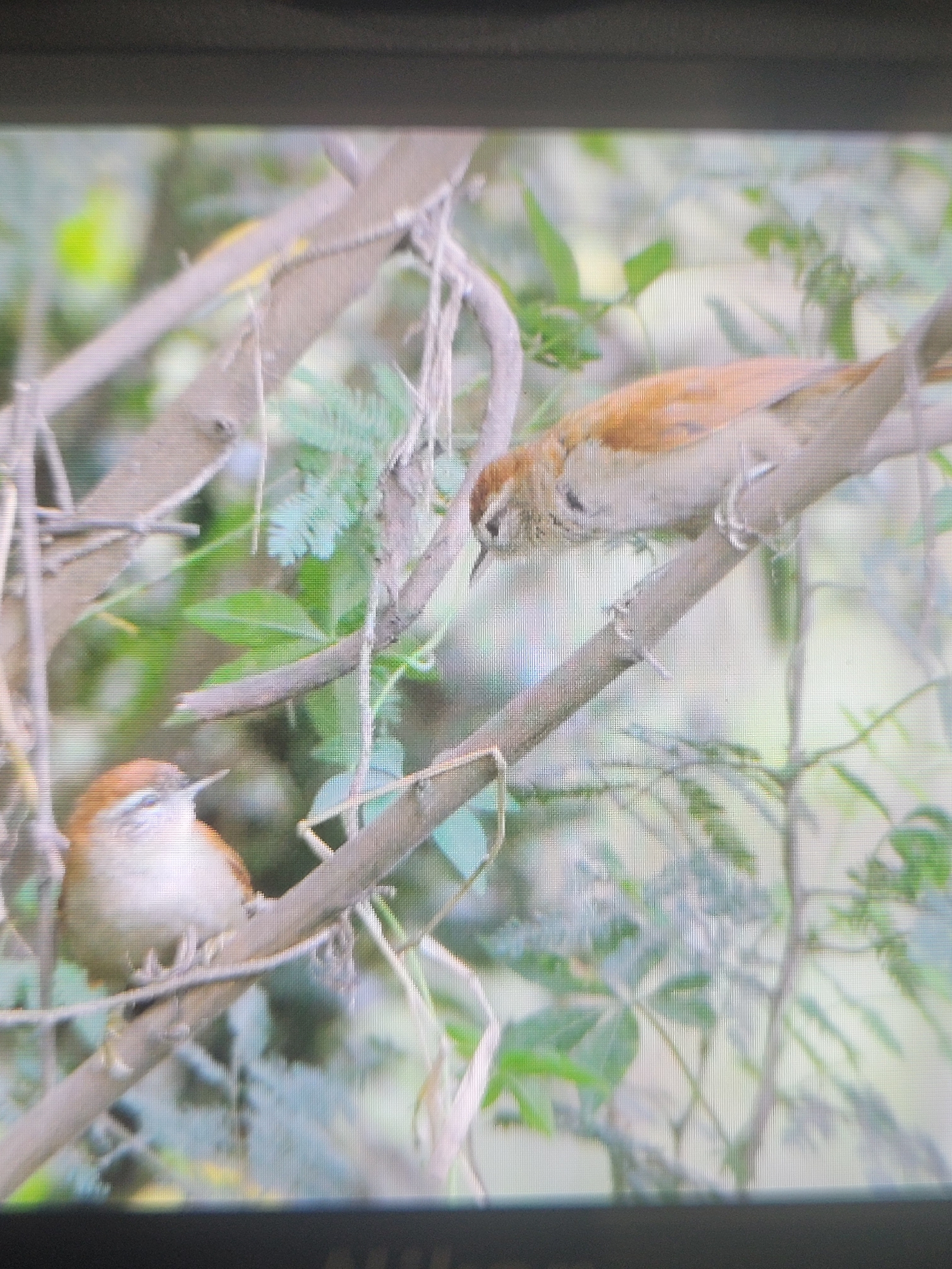 Rusty-backed Spinetail (Cranioleuca vulpina), photo 1