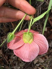 Abelmoschus moschatus tuberosus