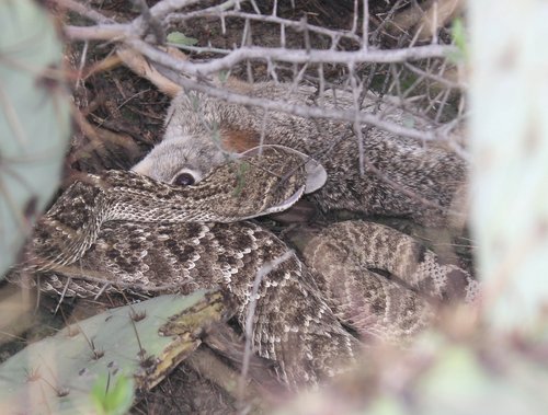 Western Diamond-backed Rattlesnake (Crotalus atrox), a species recorded in Texas
