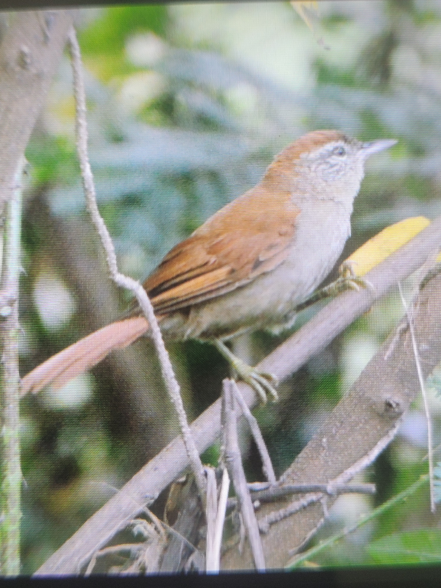 Rusty-backed Spinetail (Cranioleuca vulpina), photo 2