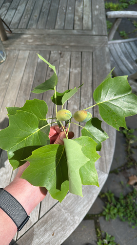 Tulip Tree