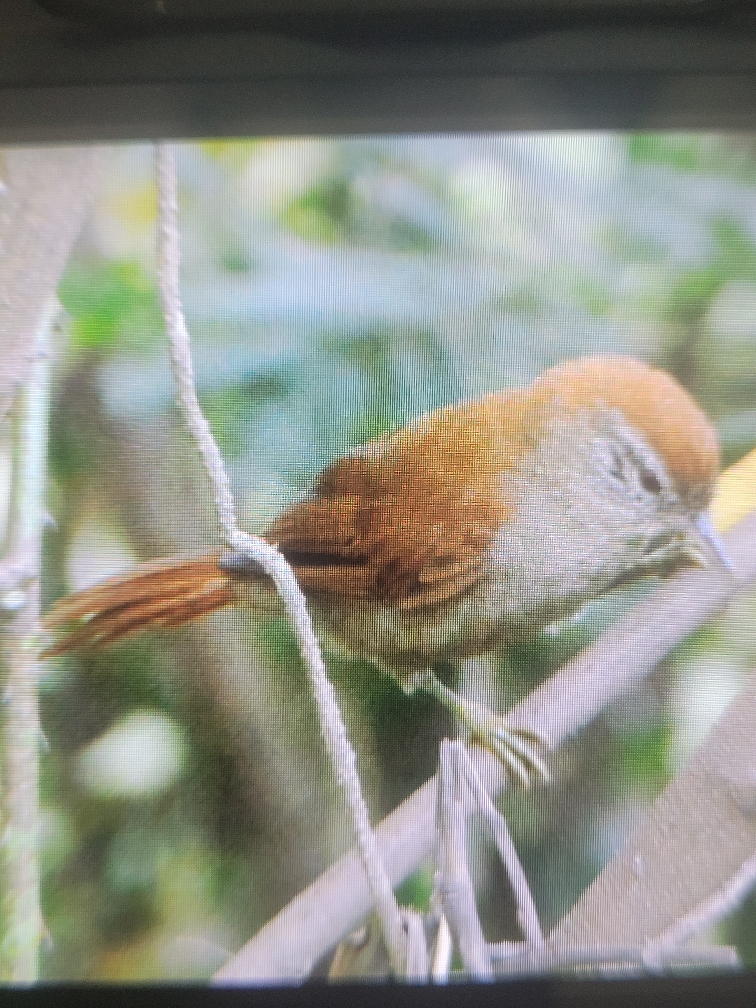 Rusty-backed Spinetail (Cranioleuca vulpina), photo 3