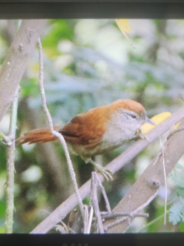 Rusty-backed Spinetail (Cranioleuca vulpina), photo 8