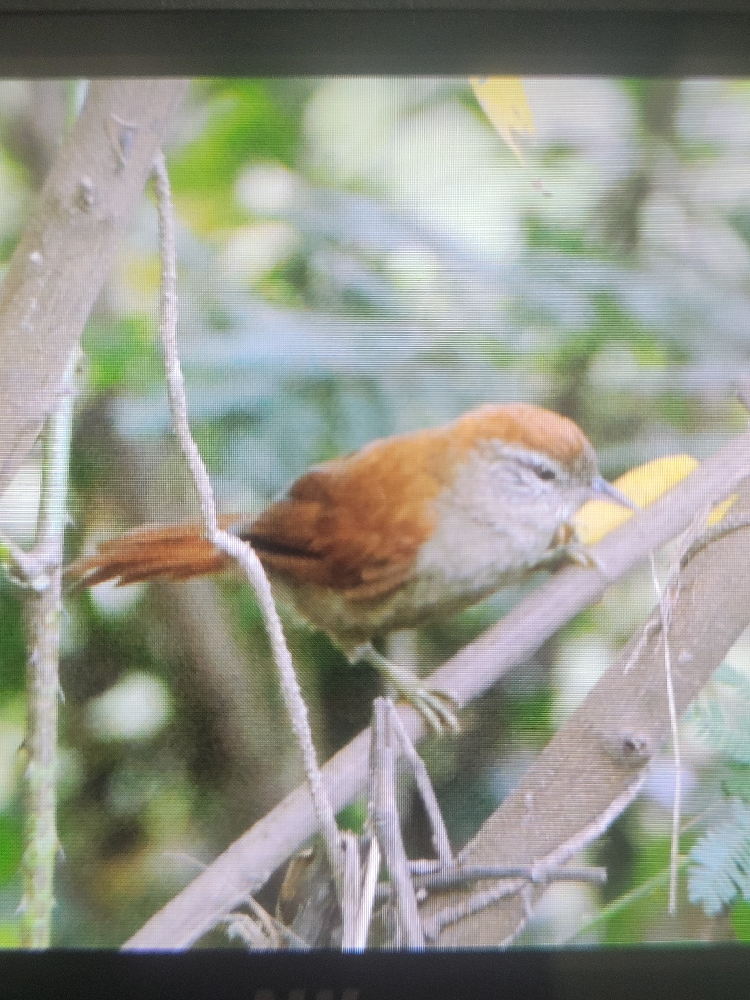 Rusty-backed Spinetail (Cranioleuca vulpina), photo 4