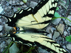 Papilio appalachiensis