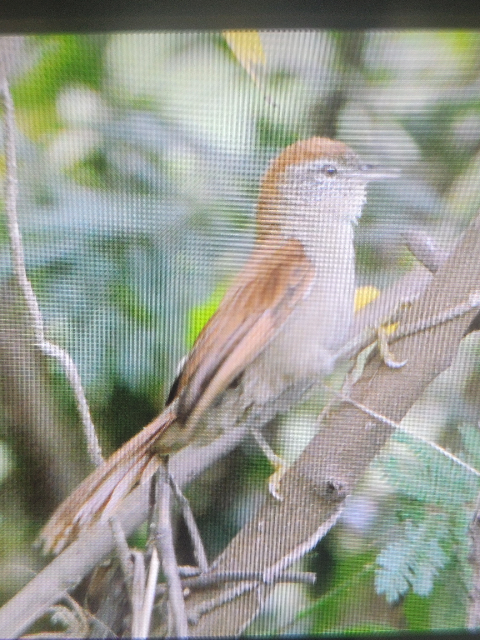 Rusty-backed Spinetail (Cranioleuca vulpina), photo 5