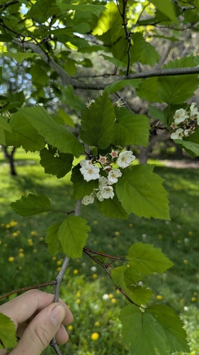 Crataegus holmesiana