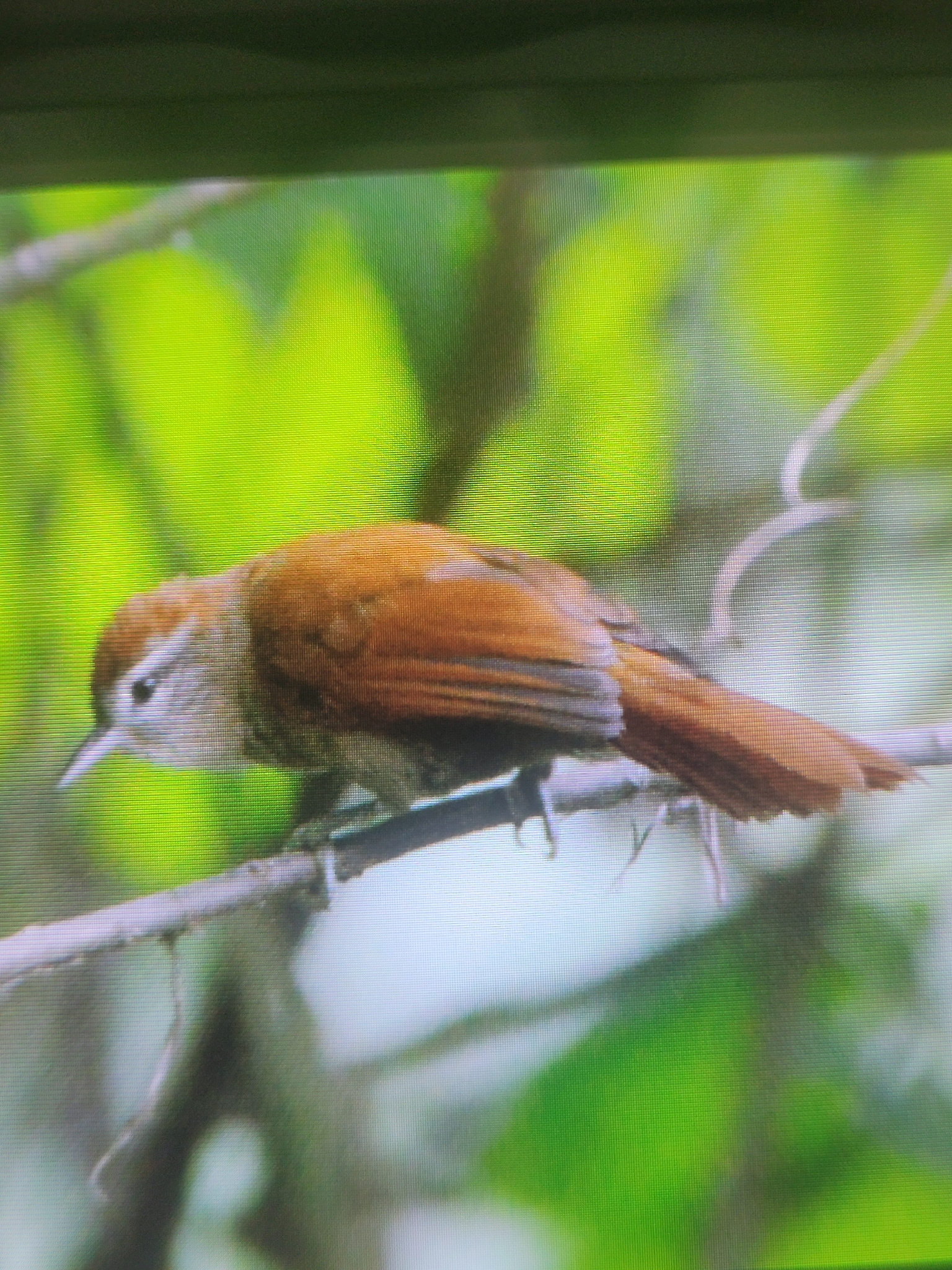 Rusty-backed Spinetail (Cranioleuca vulpina), photo 6