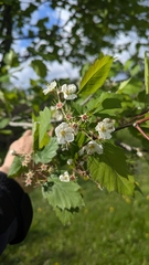 Crataegus holmesiana, photograph author not stated, no rights reserved