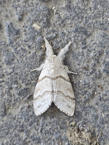 Pale Tussock Moth