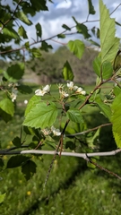 Crataegus holmesiana, photograph author not stated, no rights reserved