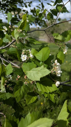 Crataegus holmesiana, photograph 4