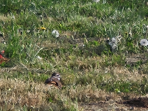 Killdeer