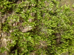 Hypnum resupinatum