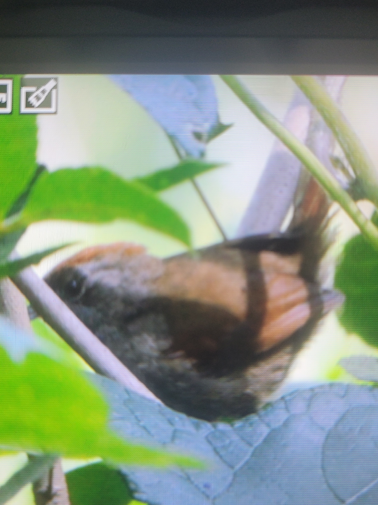 Sooty-fronted Spinetail (Synallaxis frontalis), photo 9