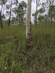 Abelmoschus moschatus tuberosus