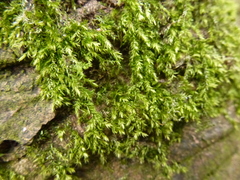 Hypnum resupinatum
