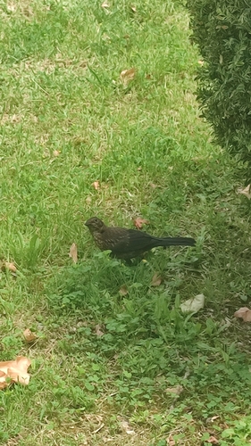Eurasian Blackbird