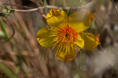 Mentzelia lindleyi, photograph 6