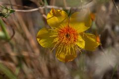 Mentzelia lindleyi, photograph (c) Annette Herz, some rights reserved (CC BY)