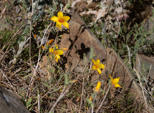Mentzelia lindleyi, photograph 5