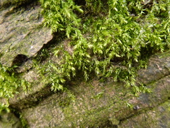 Hypnum resupinatum