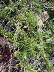 Phlox subulata
