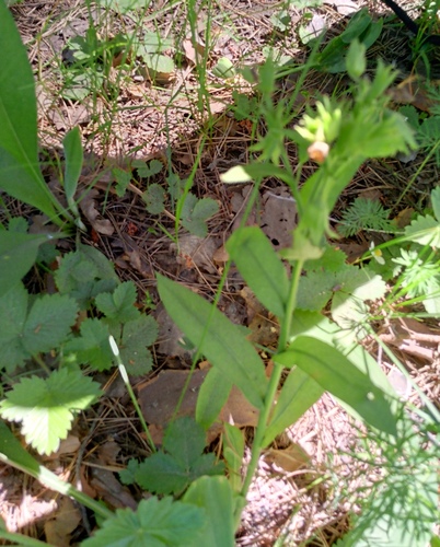Pulmonaria angustifolia, photograph 4