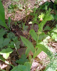 Pulmonaria angustifolia, photograph author not stated, no rights reserved