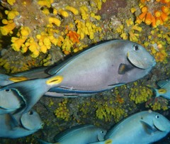 Acanthurus monroviae