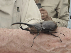 Dynastes trinidadensis