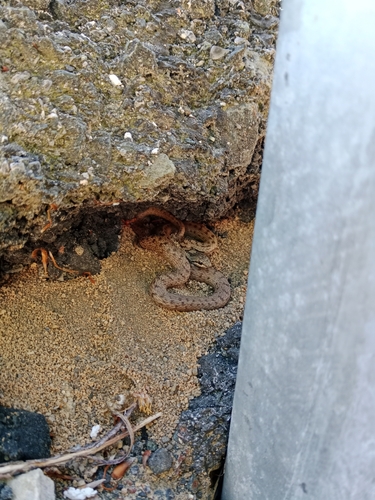Smooth Snake