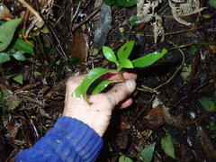 Geniostoma ligustrifolium ligustrifolium