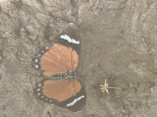 Euphaedra rattrayi