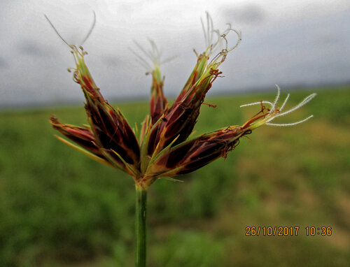 snow white sedge