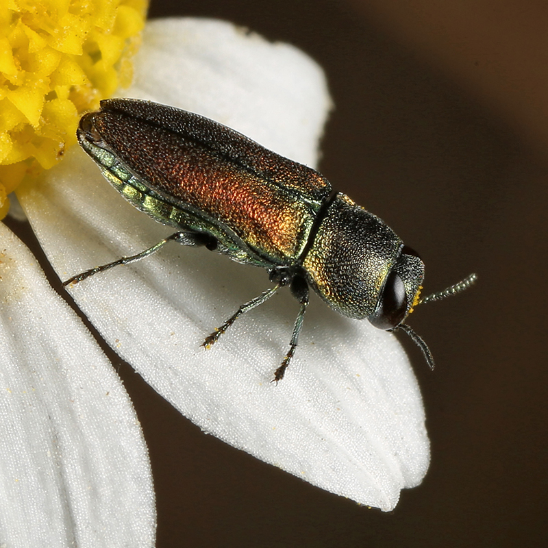 Anthaxia brandli